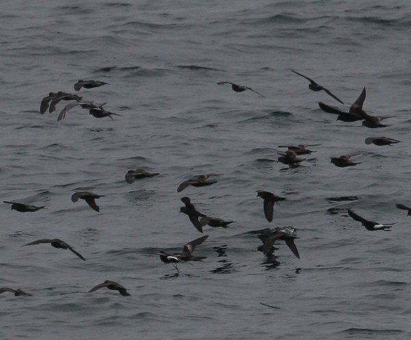 Storm-petrels